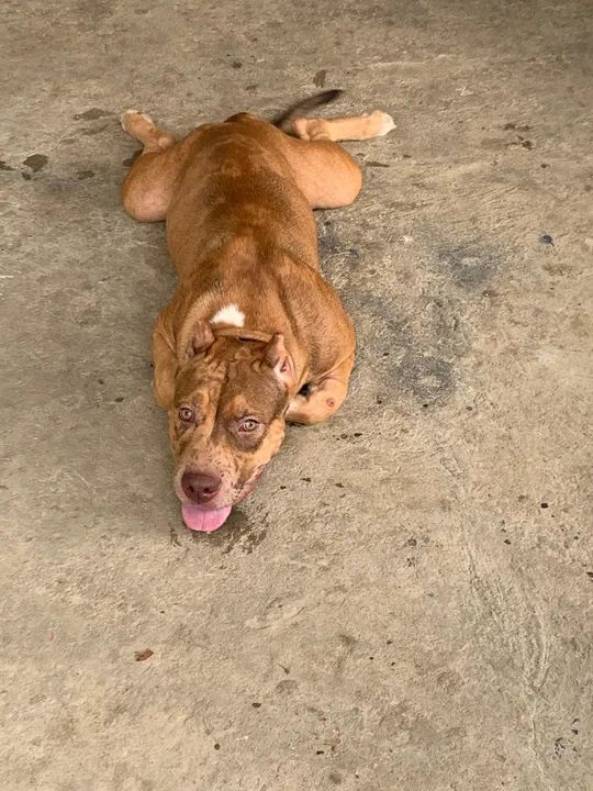 Filhote Pitbull - Foto 5