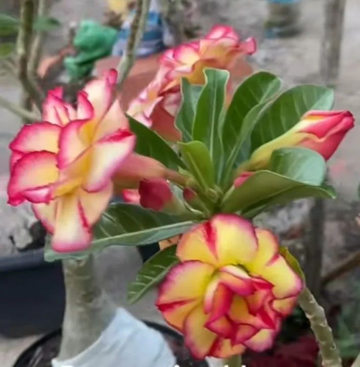 Rosa do deserto (envio)pelo site - Foto 6