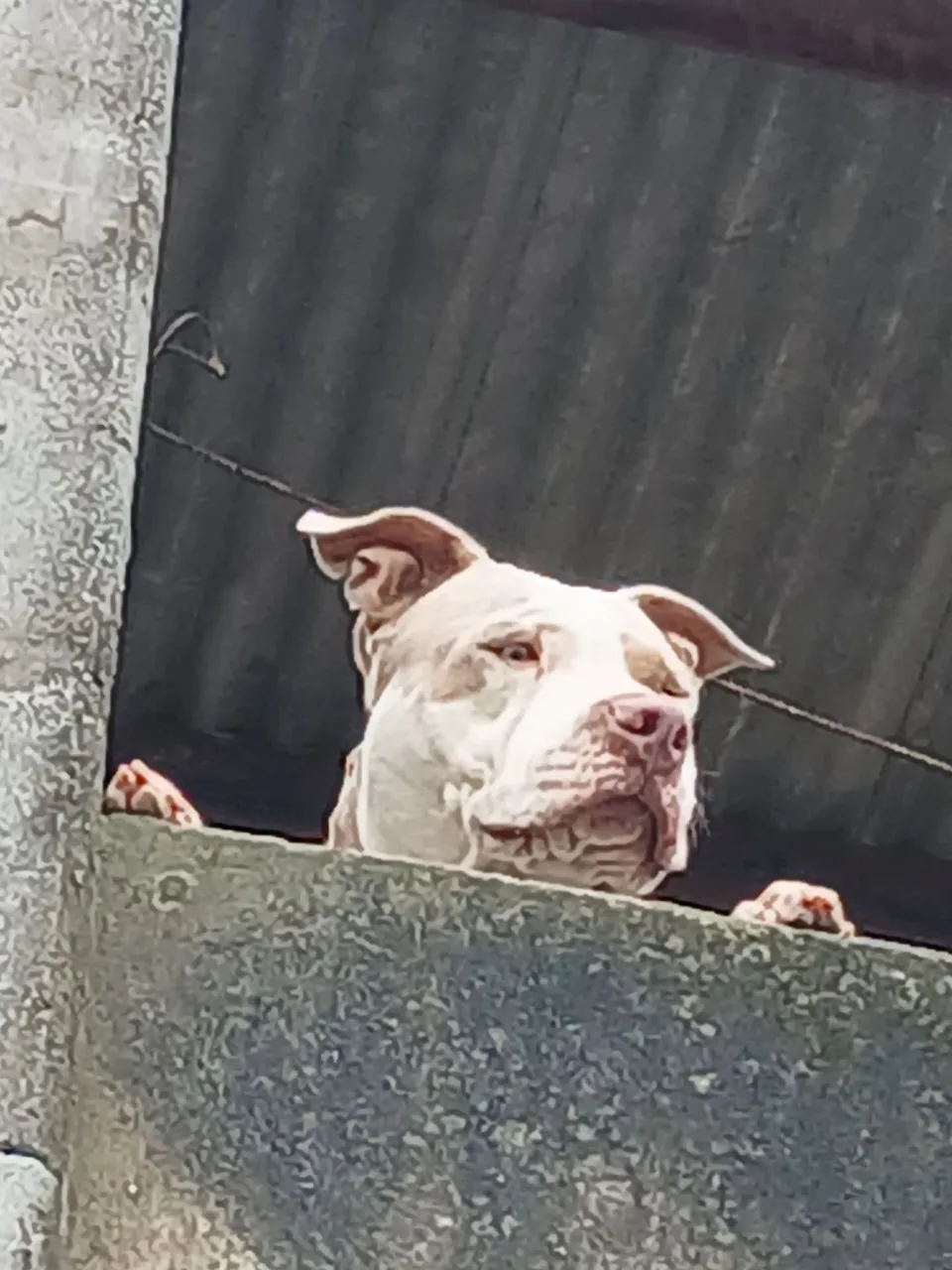 Doando Pitbull  