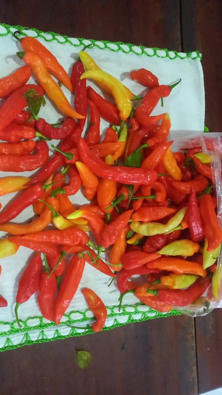 Pimenta dedo de moça - Foto 3