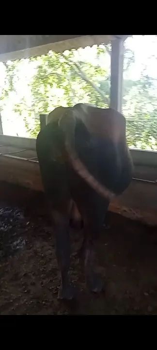  VENDO BOI. SUÍÇO  - Foto 3