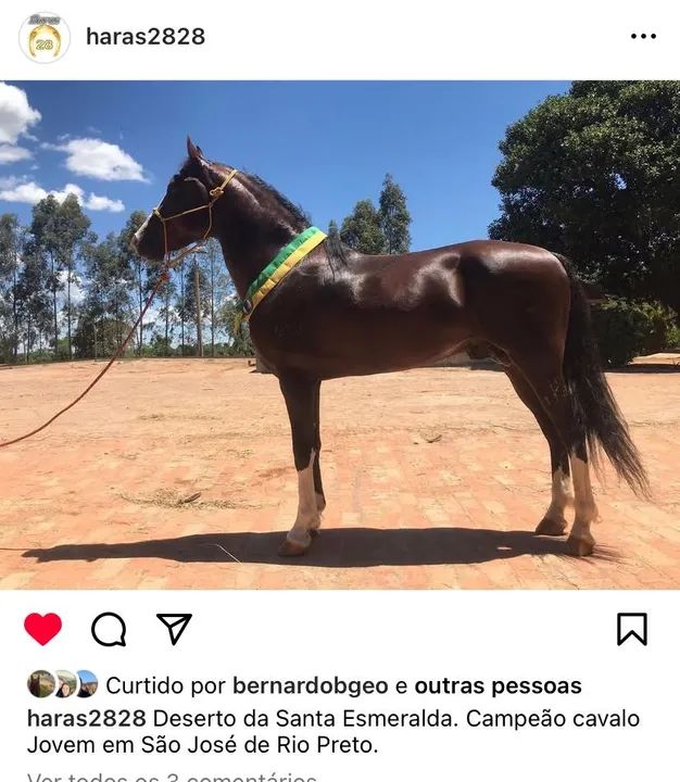 Cavalo Mangalarga Marchador - Deserto da Santa Esmeraldas