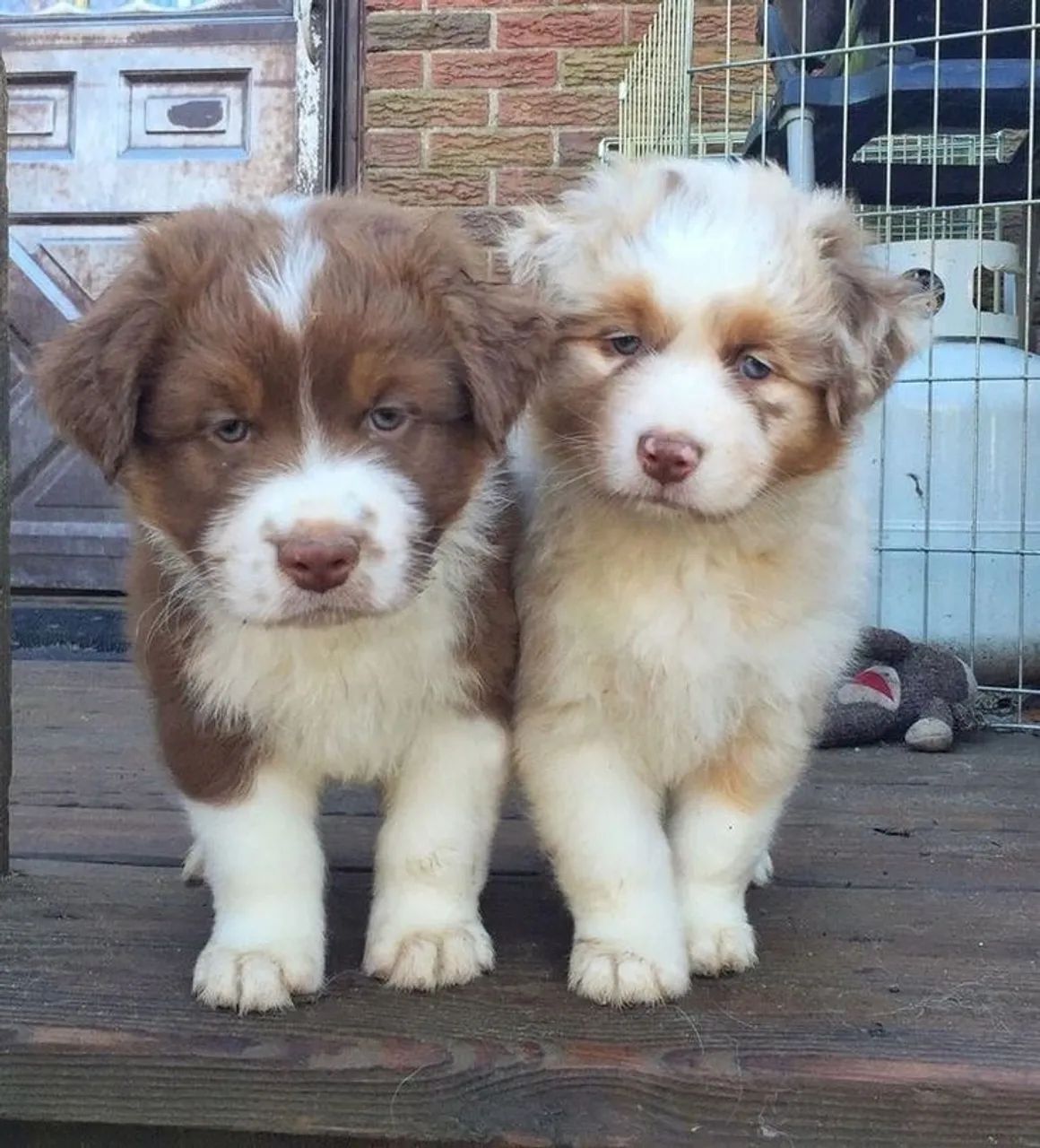 Border Collie - Peludinhos Pronto Pra Amar 