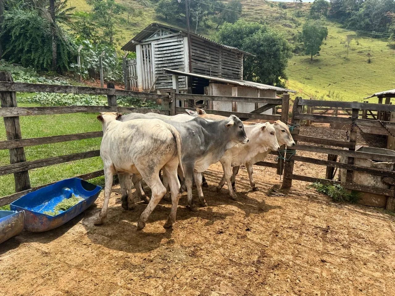 4 Bezerros Nelore 2 Bezerras Nelore  - Foto 2