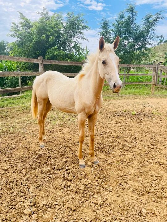 Potra Quarto de Milha à Venda - Linhagem Fechada em Trabalho - Foto 2