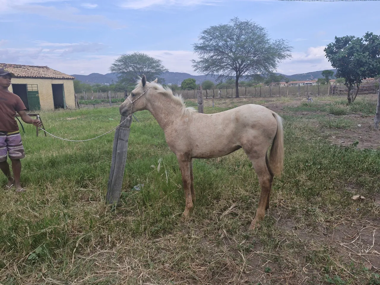 Potros Mangalarga, recém apartados.