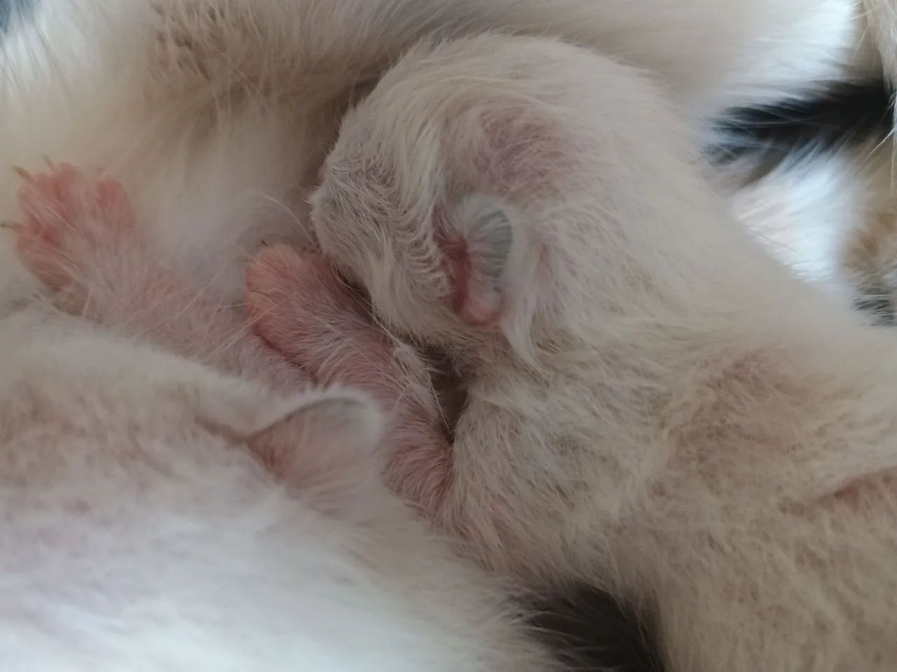 Doa-se gatinhos - Foto 4