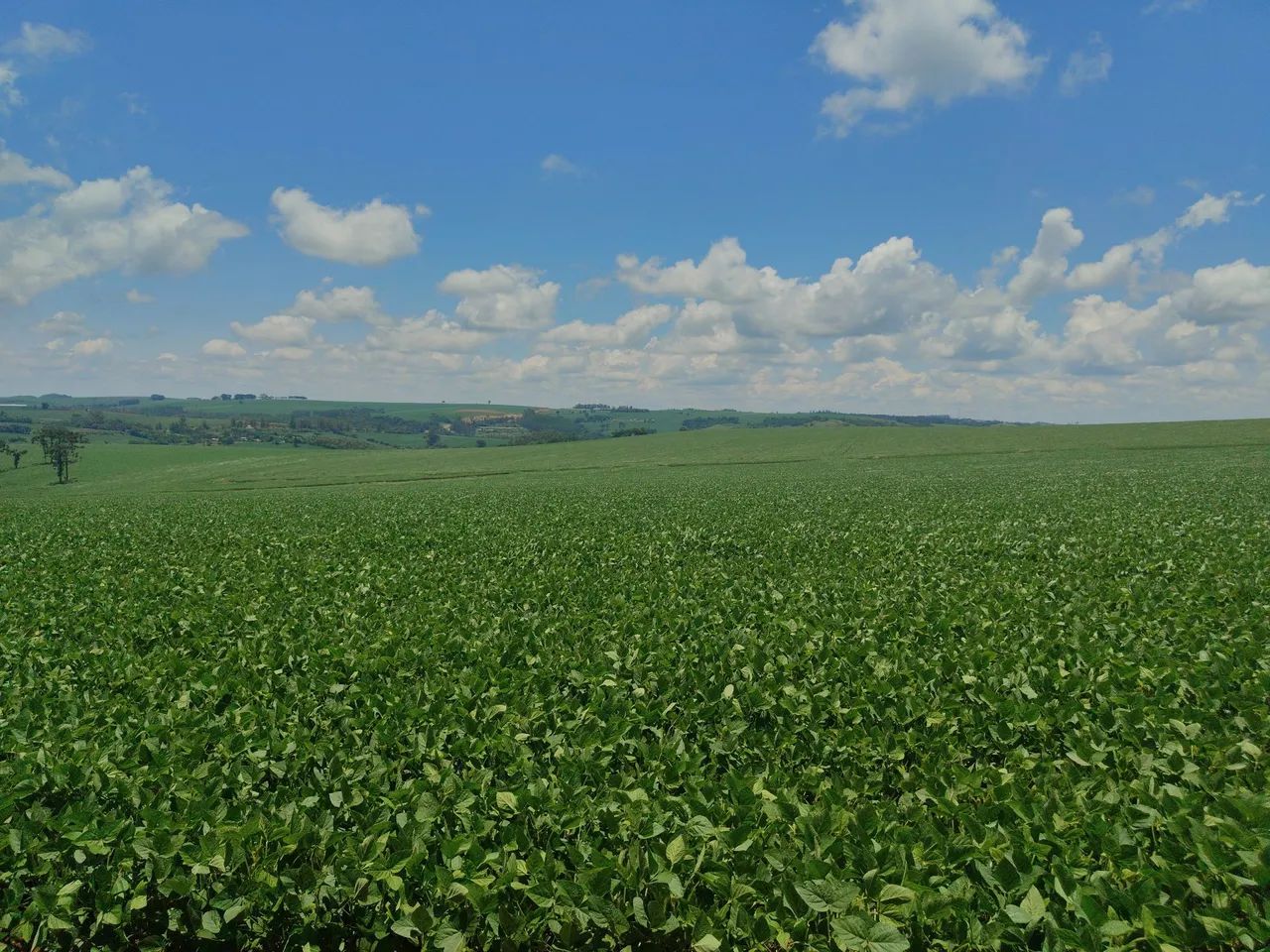 Fazenda com 80.75 alqueiro 