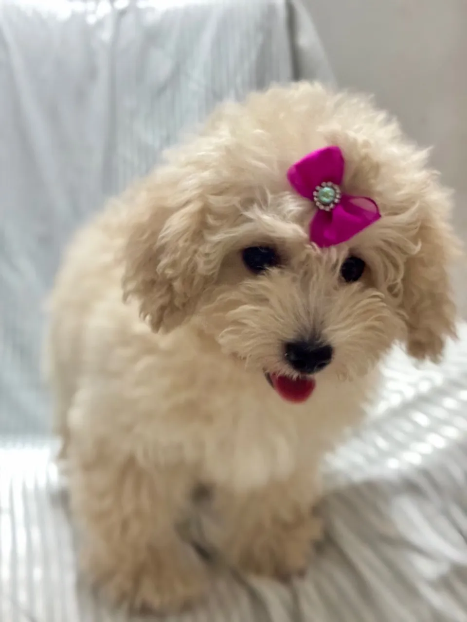 Filhote de Poodle N1