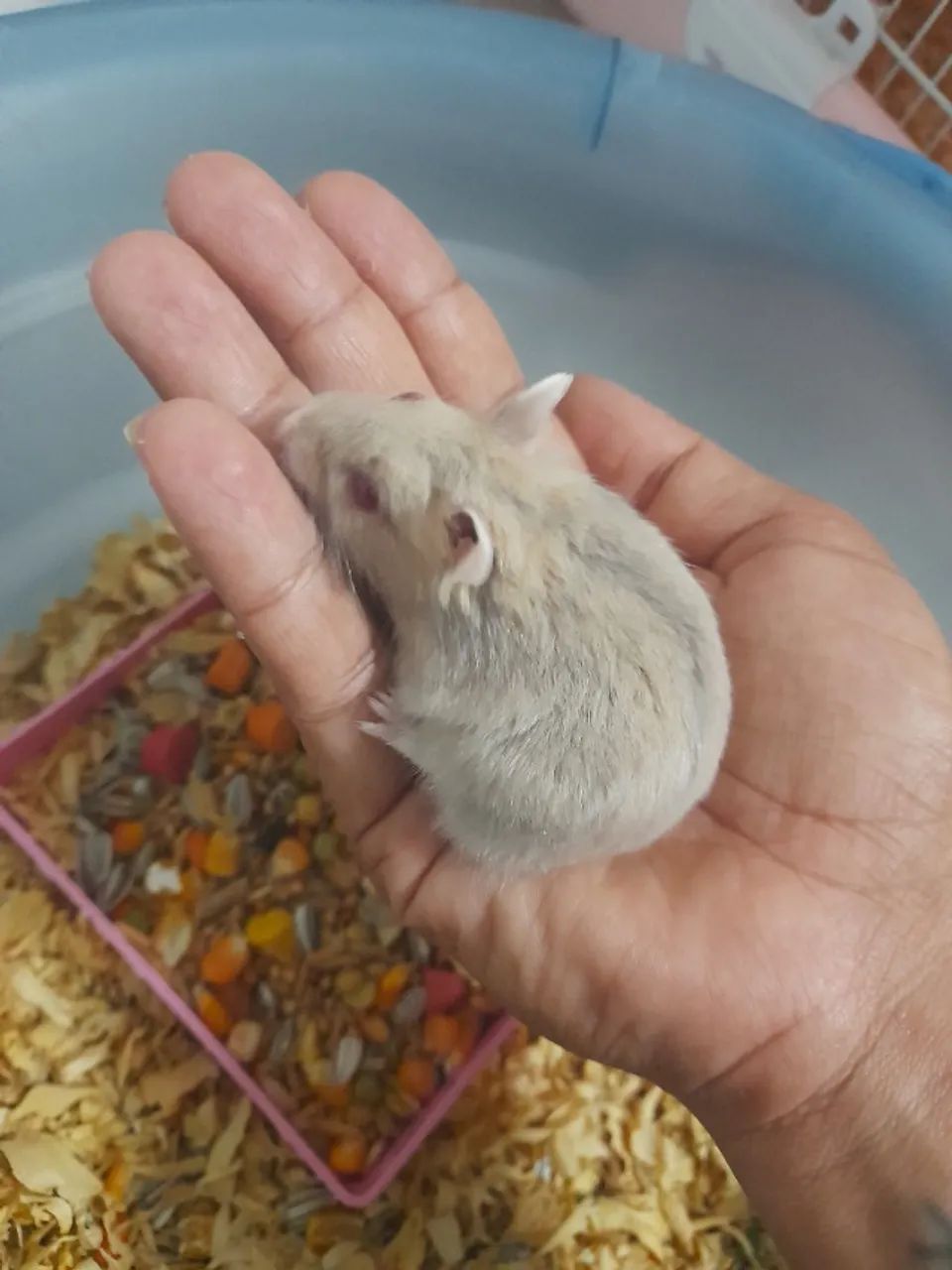 Hamster anão russo 64313864284035120
