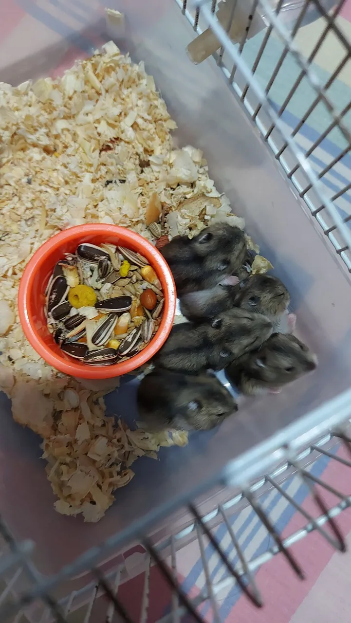 Hamster disponível