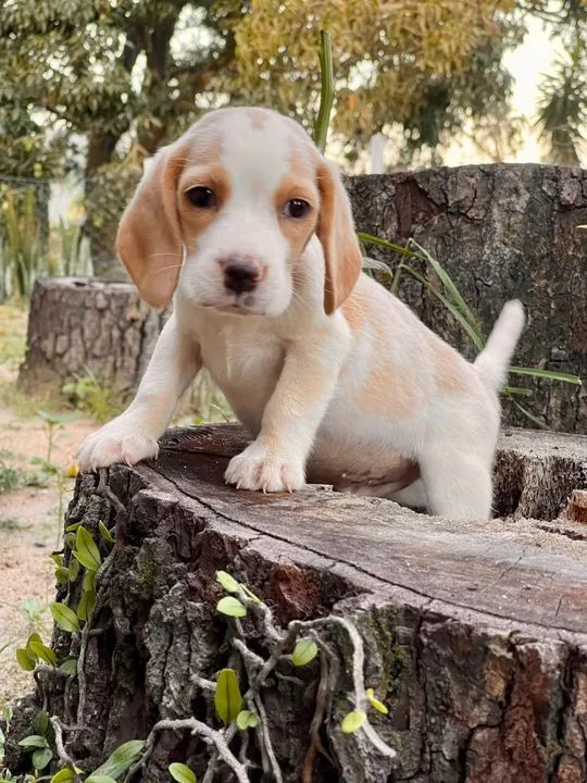  filhotes Beagle - Foto 4