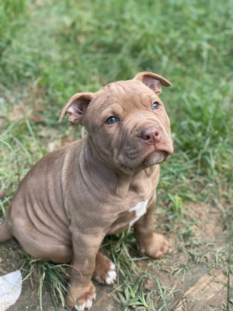 Filhotes pit bull