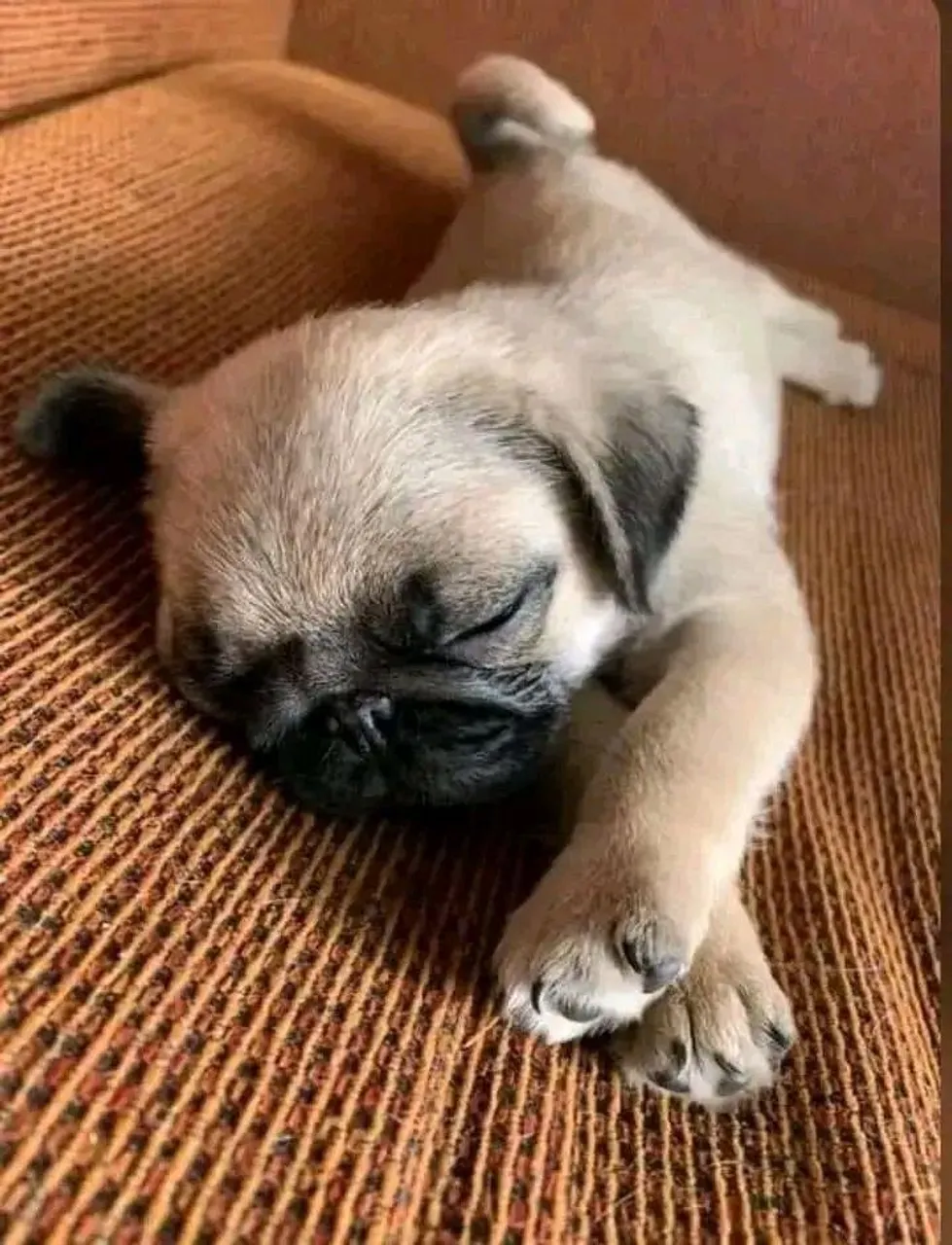 Últimos Pug filhotes