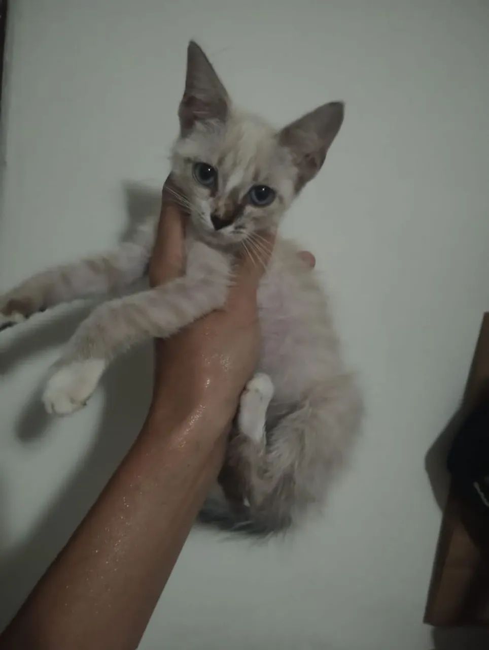 Filhote Siamesinho pra Adoção  - Foto 2