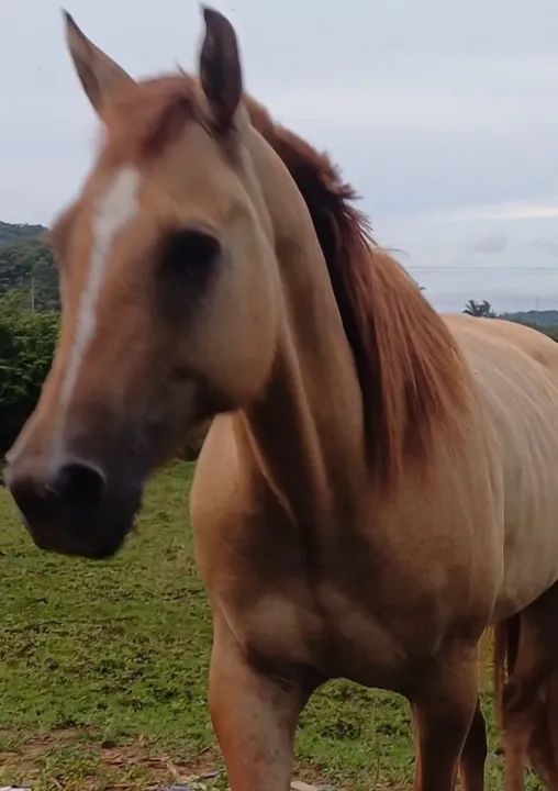 Egua e cavalo venda ou troca - Foto 3