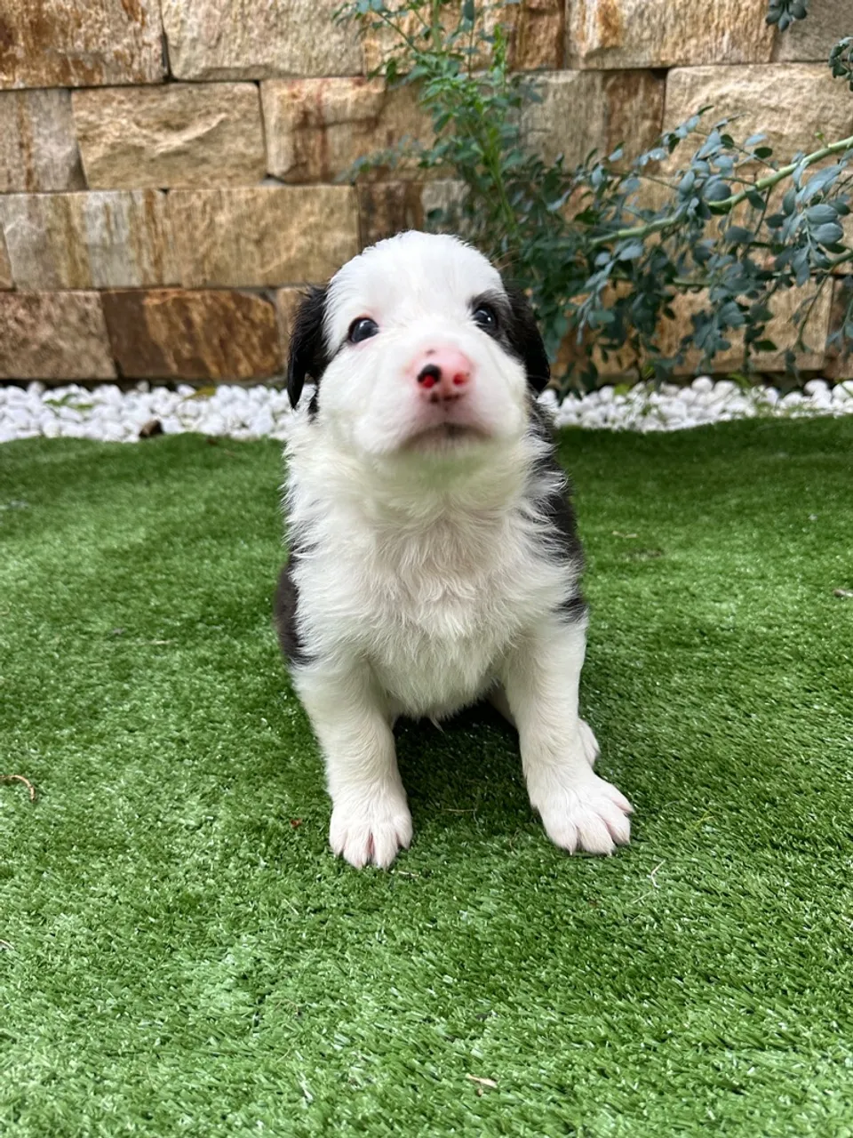 "filhote border collie" - Cachorros no Brasil