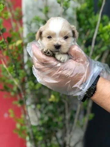 Shih Tzu Macho Cachorrinhos de Elite ? Pedigree Oficial + Carteira de Vacinas Importadas