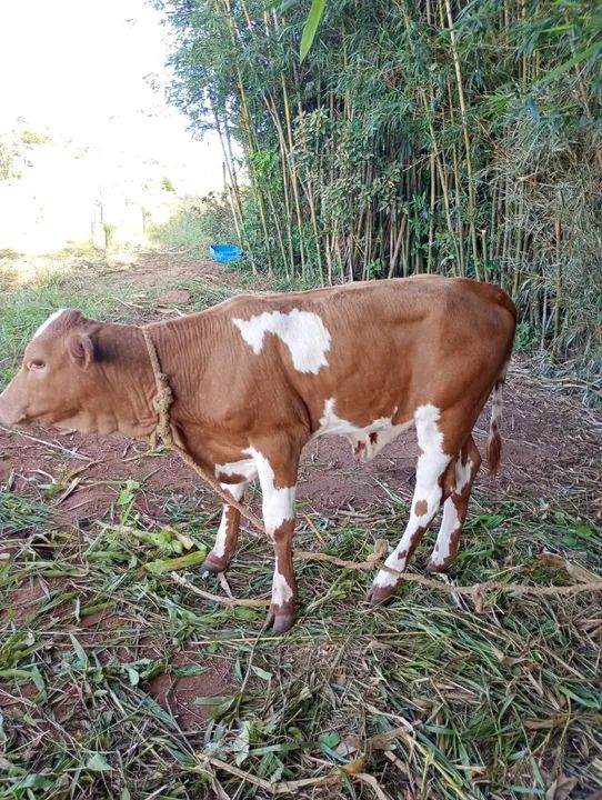 Vendo um lote de 5 terneiras e 2 machos capados  14 .100