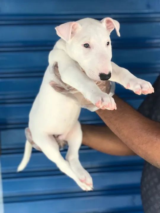 Bull terrier miniatura - Macho branco filhote 100% puro com garantia - Loja física