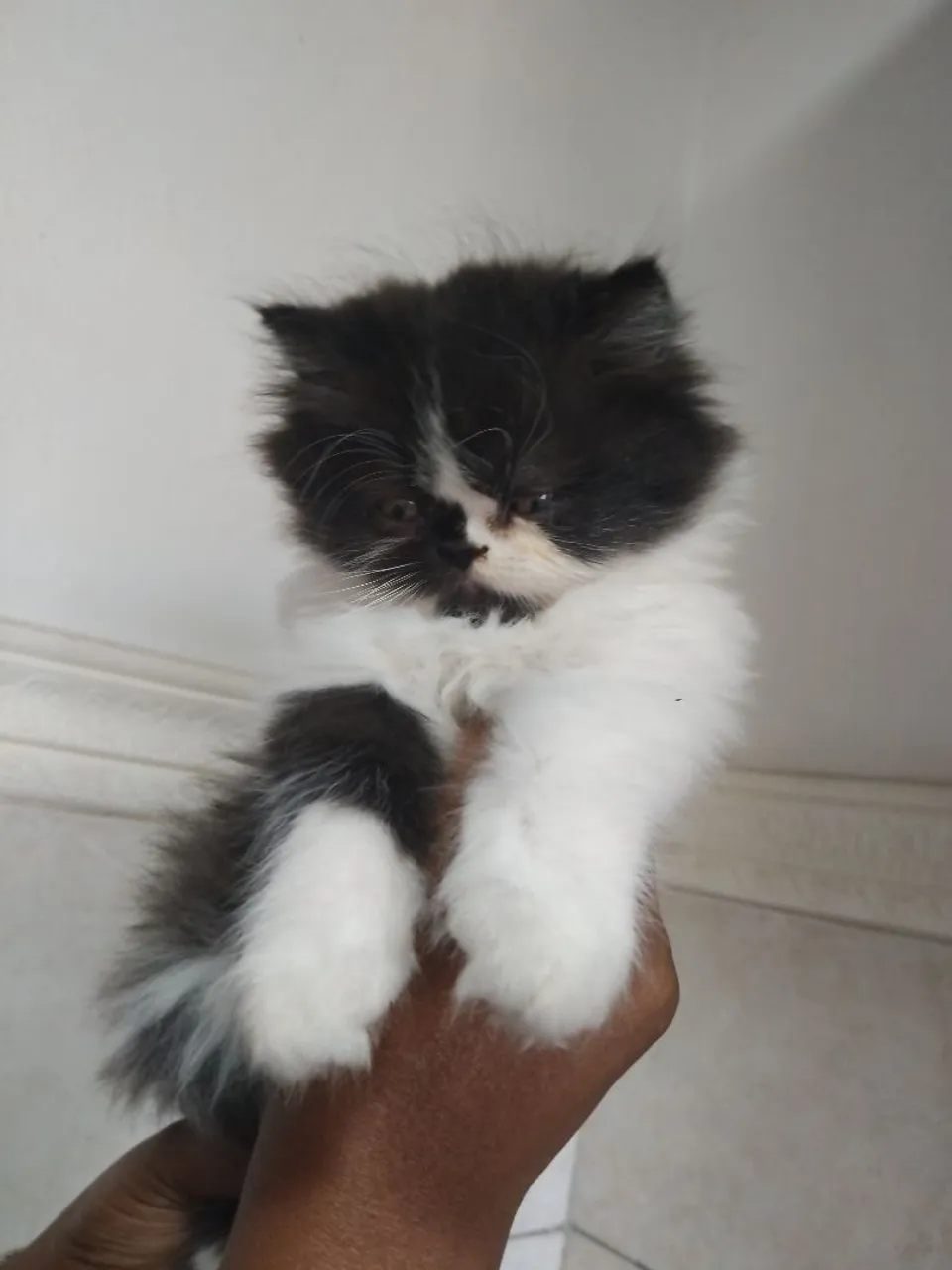 Gatinho Persa -