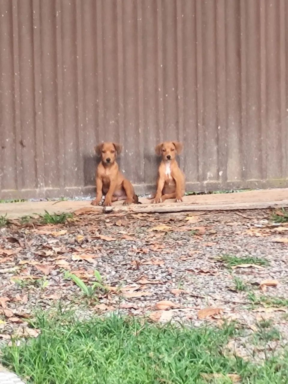 Doação de cachorro  - Foto 2