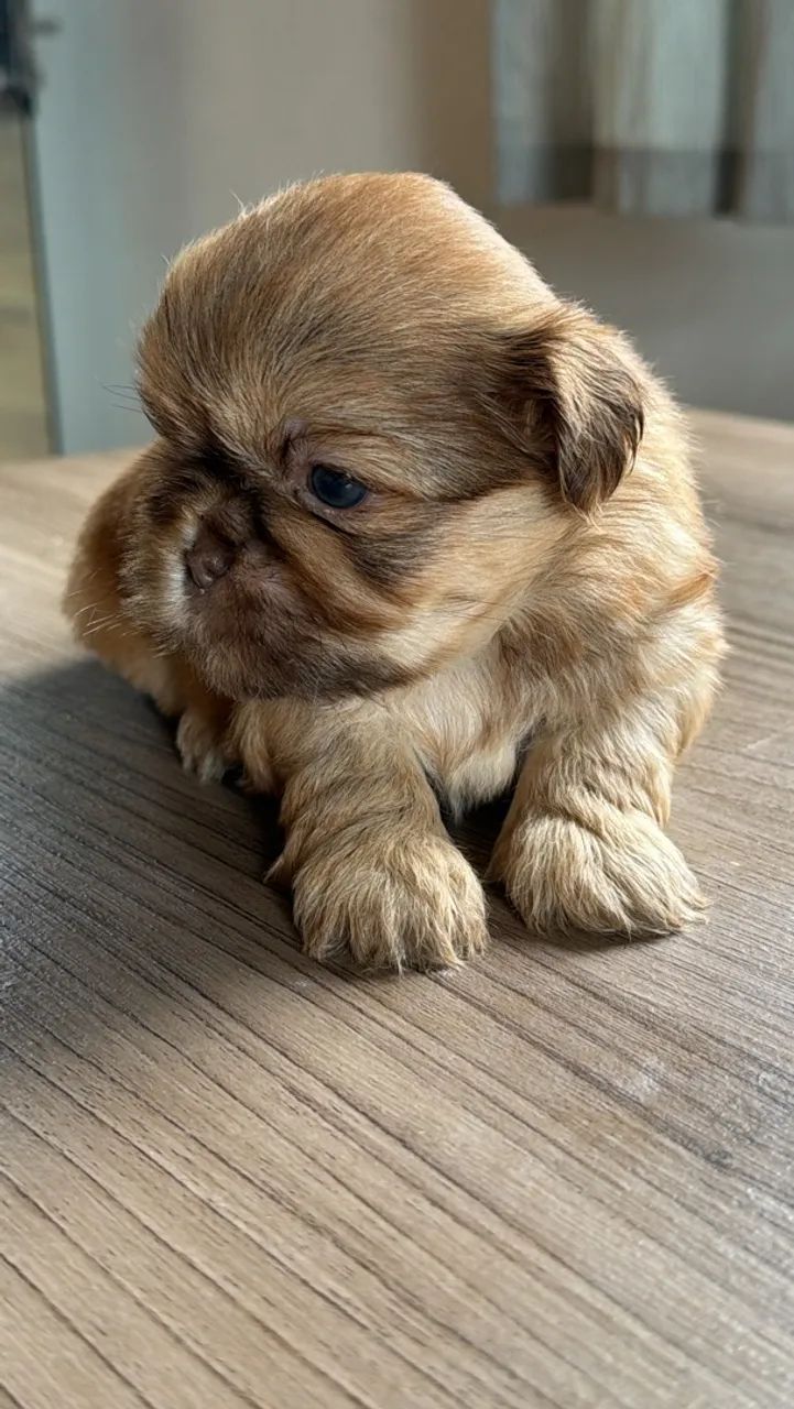 Shihtzu macho  - Foto 3