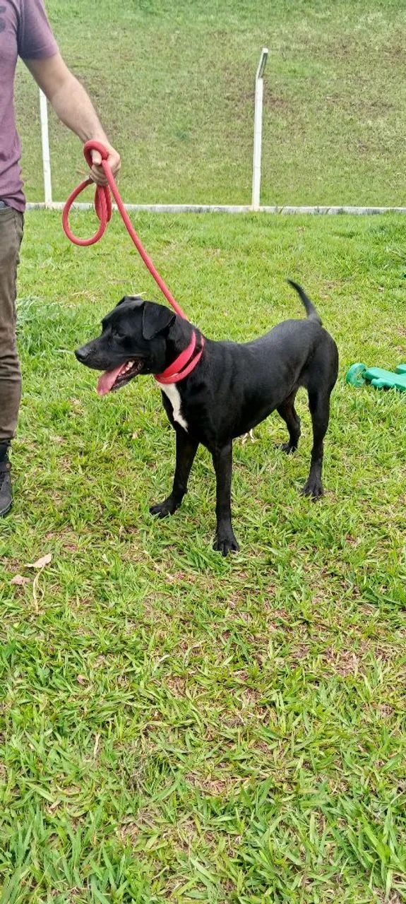 Doação Dócil e companheiro - Foto 4