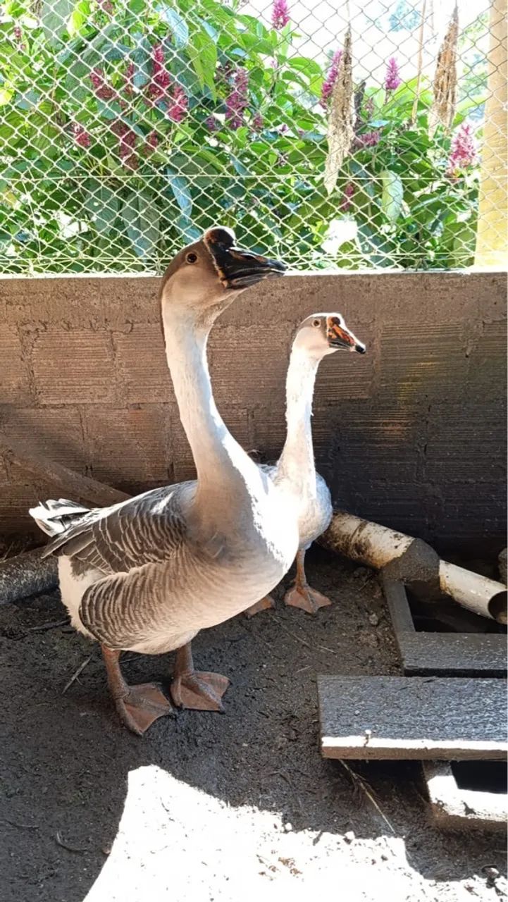 Casal de Ganso  - Foto 2