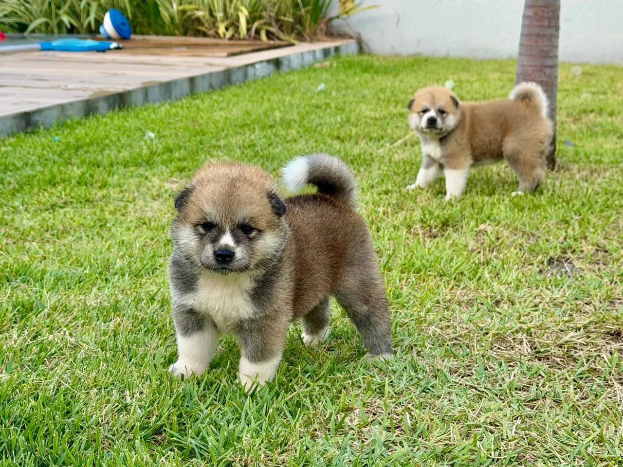 akita inu  - Foto 3