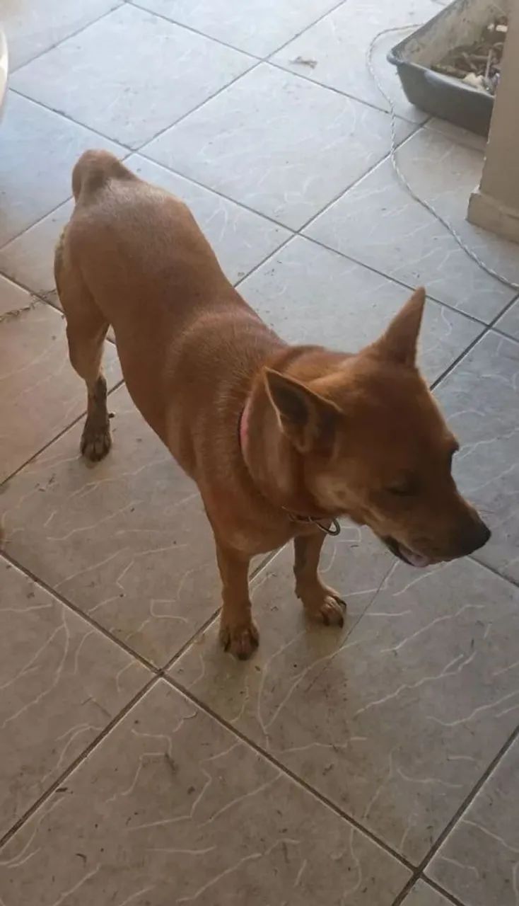 Doa-se Cachorrinha ! - Foto 4