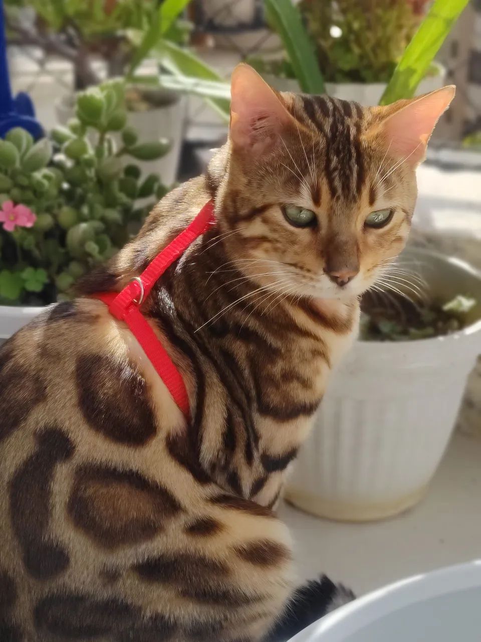 Gato bengal - Foto 2