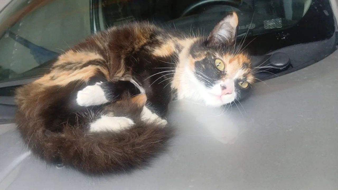Gatos para adoção responsável  - Foto 4