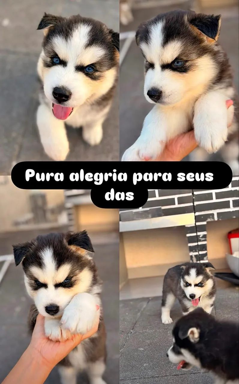 Husky Siberiano - Foto 2