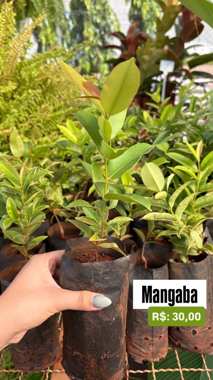 Muda de Mangaba 
