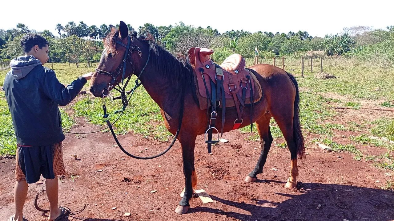 Égua mansa