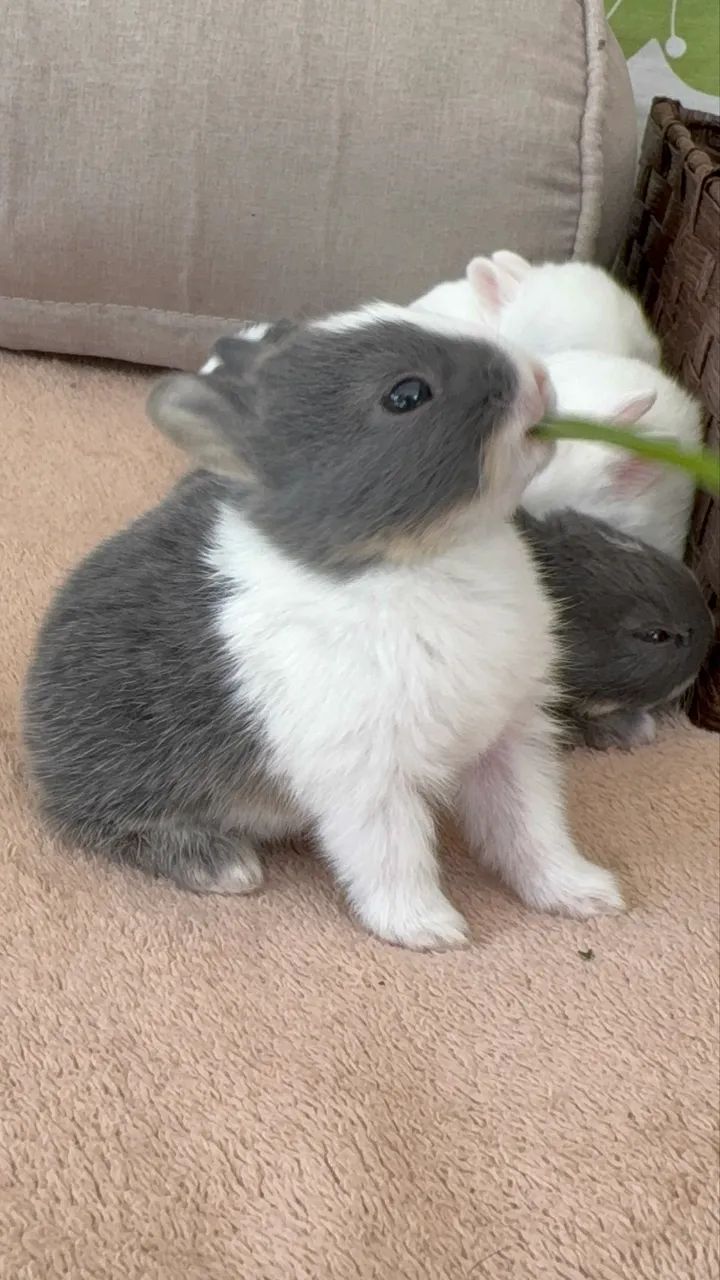 Mini coelhinhos - Foto 2