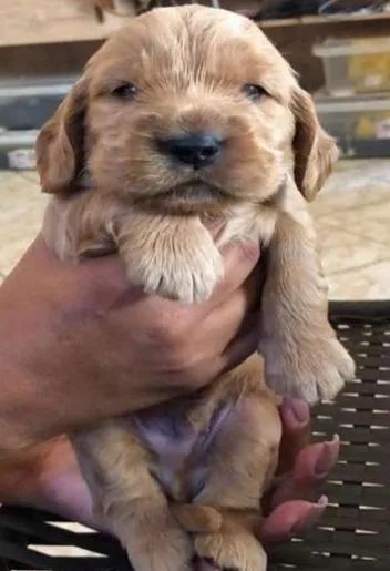 Cocker spaniel saude e qualidade 
