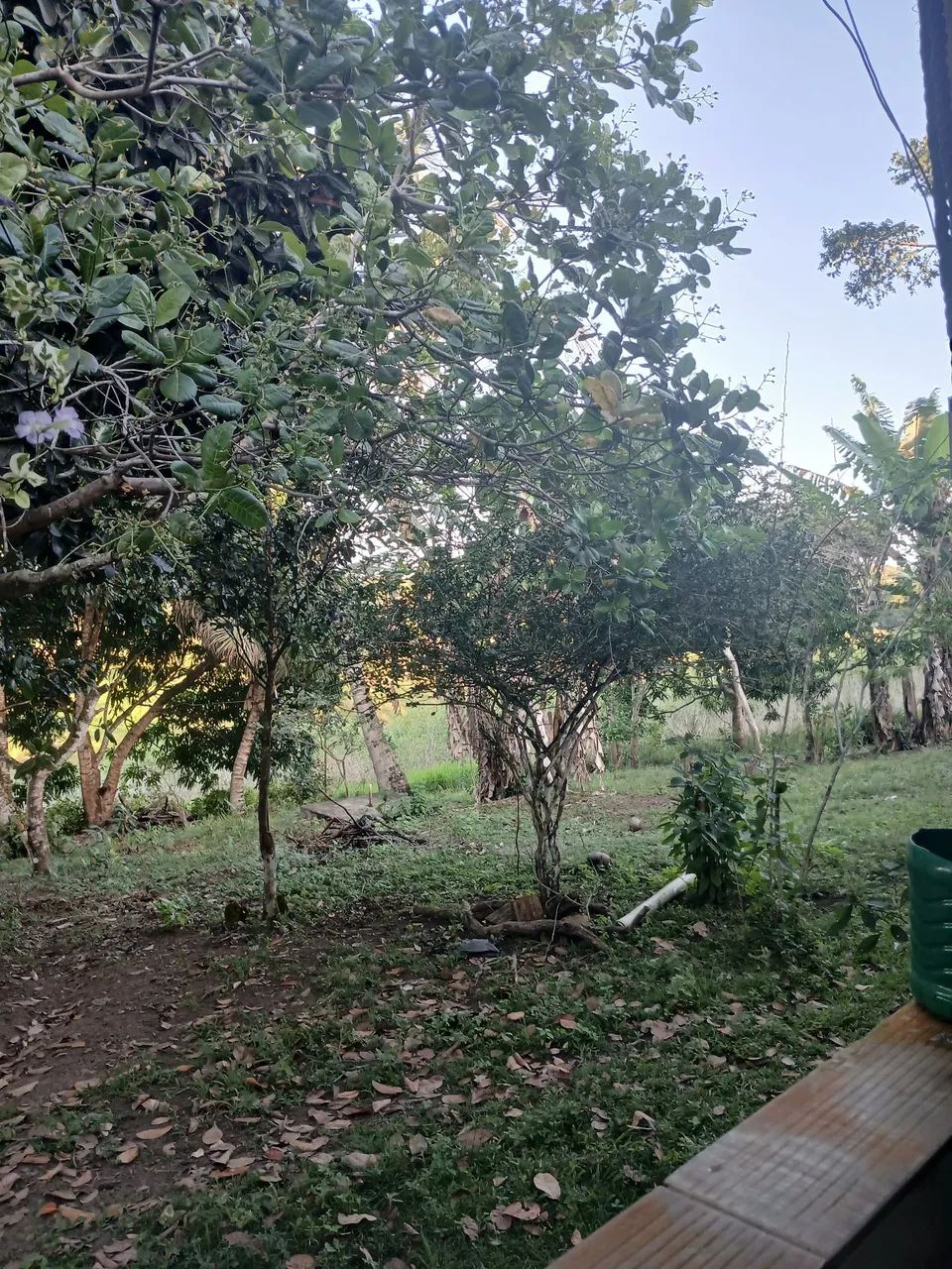Excelente Sítio - Foto 3