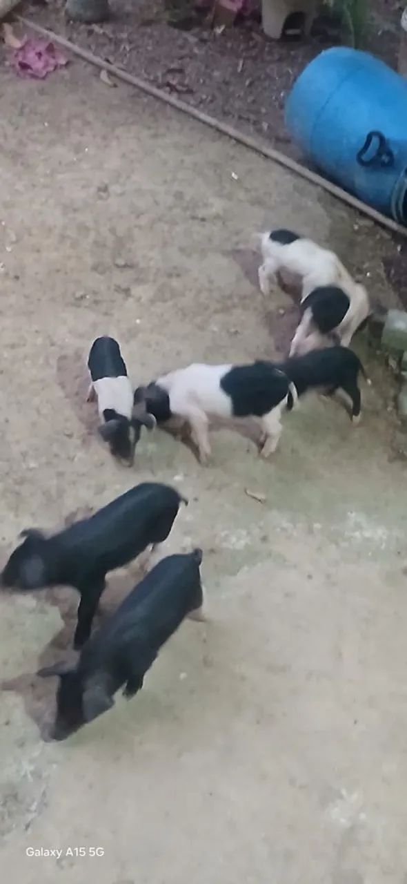 Porcos para vendas