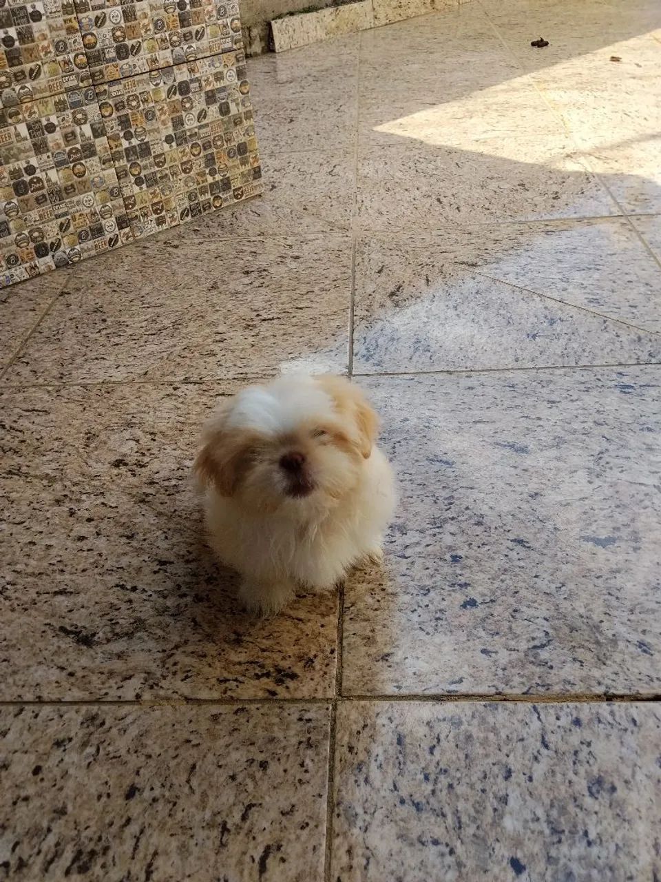 Lindos filhotes de Shitzu  - Foto 5
