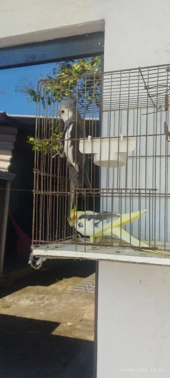 Gaiola pra pets - Foto 2