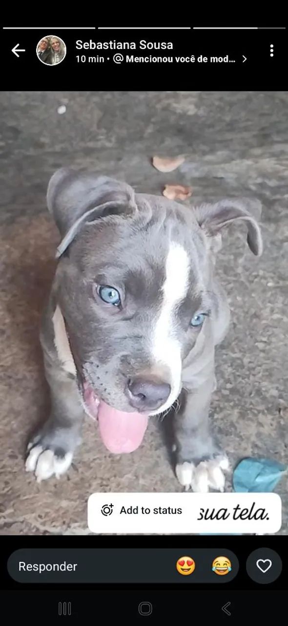 american bully