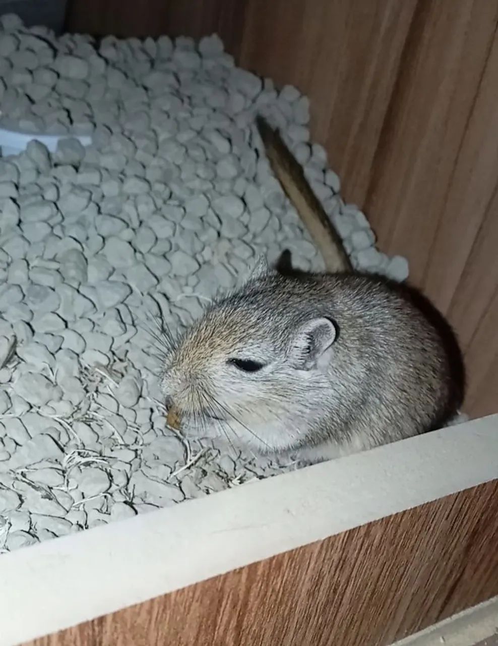 Esquilo da Mongólia  - Foto 4