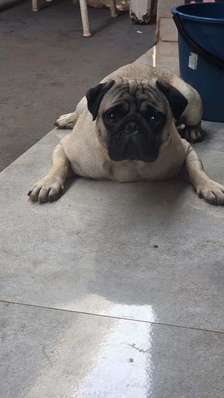 Pug