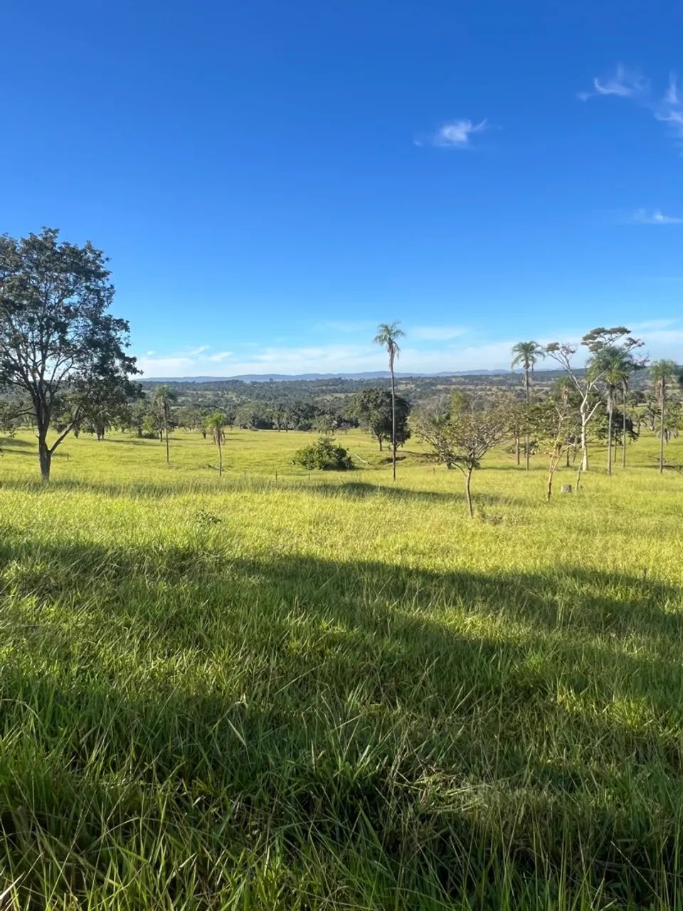 Fazenda - São Luis de Montes Belos - Go