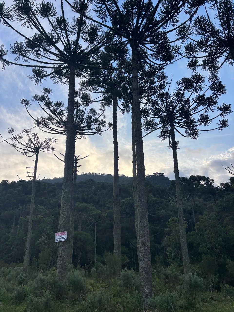 Foto - Urubici - 