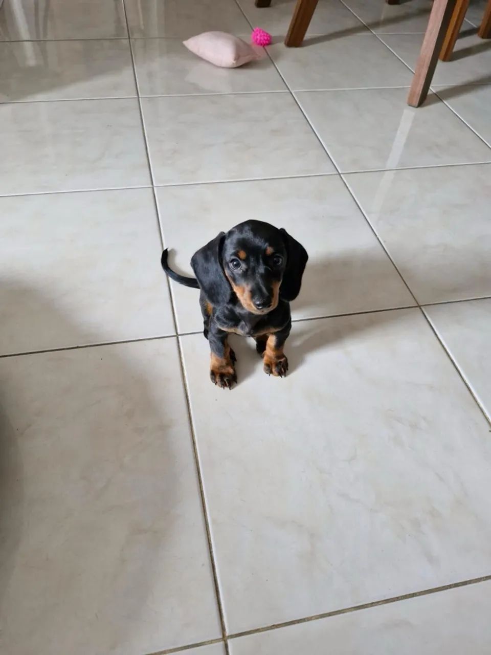 Doando cachorro  - Foto 3