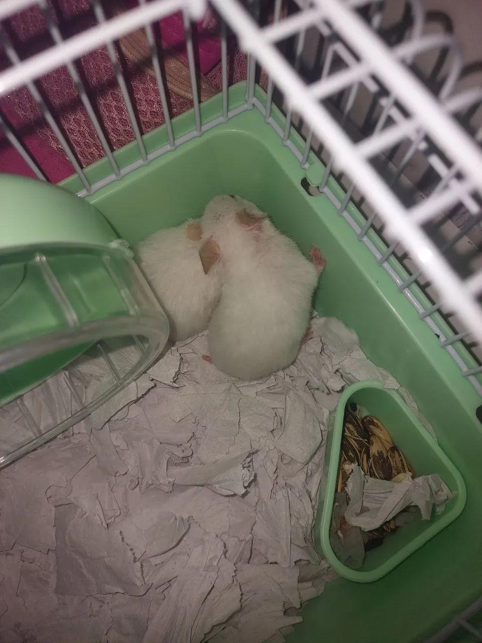 Animais  - Foto 2