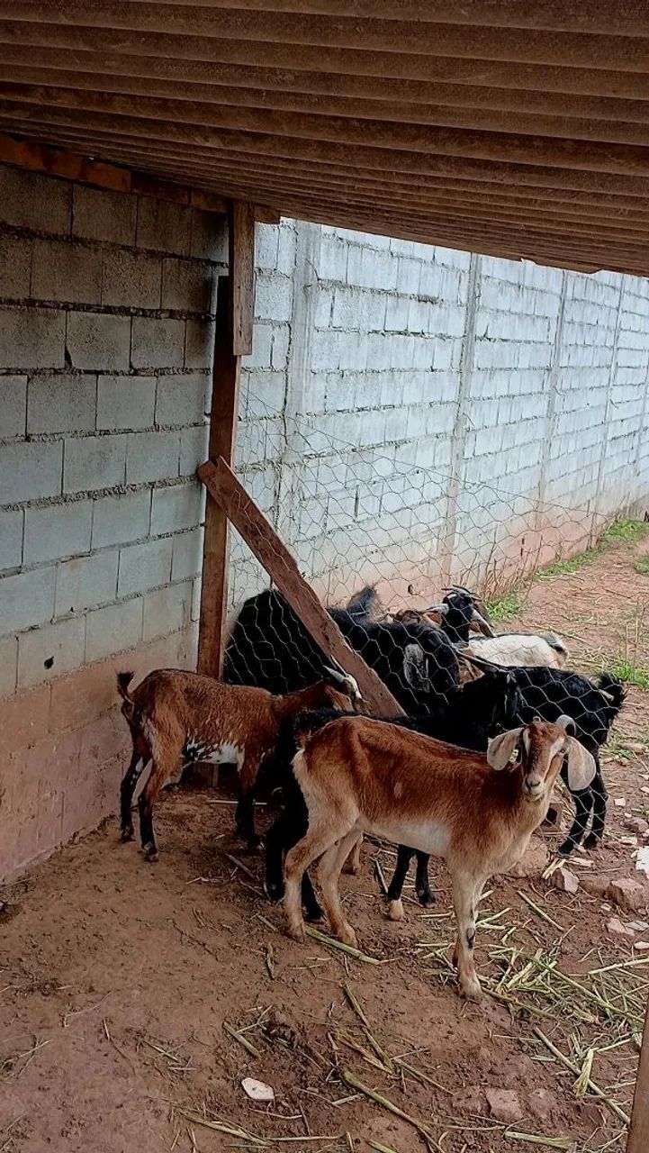 Cabrito bode e cabra  - Foto 4